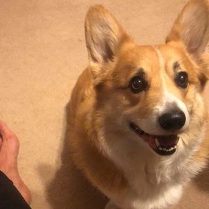 Meet your Posher, Sang